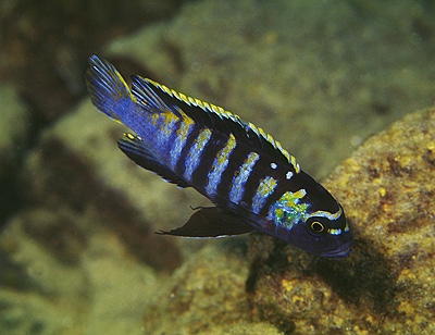 Cynotilapia zebroides 'Minos Reef'